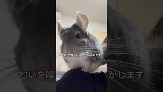 お出迎えしてくれる肩のりチンチラに1週間の疲れを癒してもらう飼い主＃chinchilla＃チンチラ＃shorts