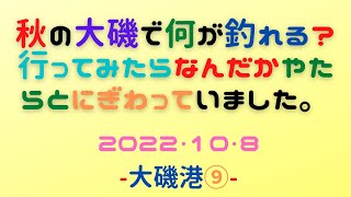 秋の大磯港です。穏やかな一日です。3連休の初日でした。何が釣れる？ハイ！いろいろと釣れていました！とてもにぎやかな岸壁でした。