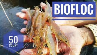 50 Count Vannamei in Biofloc | Practical Training Available