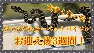 ジャングルカーペットパイソン　お迎え後3週間！　*爬虫類*　Jungle Carpet Python