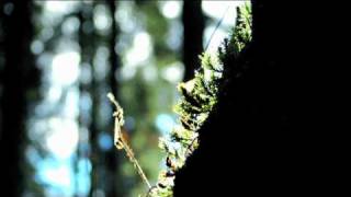 Hiljaisuus trailer Hiljaisuus trailer