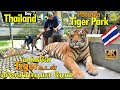 Thailand Tiger Park (Pattaya) (4K) 😍🔥🐯🐯Chat with Real Tiger😁😁 Thailand Tour