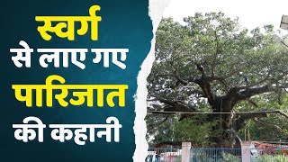 Unveiling the Historical Significance of the Parijat Tree | Gaon Connection