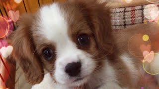 我が家にワンちゃんがやってきた【愛犬ダイアリー】①はじめまして♪ キャバリアCavalier King Charles Spaniel/Dog diary