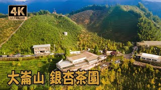 早晨銀杏茶園 鹿谷大崙山 ｜Relaxing ASMR Music｜Taiwan Dalunshan Sightseeing Tea Plantation