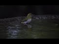 権現山バードサンクチュアリのメジロの水浴び　その６１（4k60p動画）