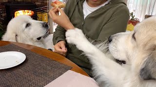 食卓にぶら下がっている小枝の秘密　Great Pyrenees　グレートピレニーズ