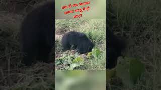 🐻 क्या हो जब भालू सामने आए#भालू से कैसे बचें# ये गलती भूल कर ना करें