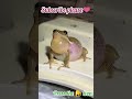 🐸_গেছো ব্যাঙ tree frog😊 shorts youtubeshorts viral frog wildlife