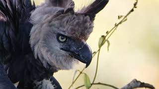 Harpy Eagle Nest Brazil