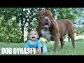 Giant Pit Bull Hulk Amp The Newborn Baby Dog Dynasty
