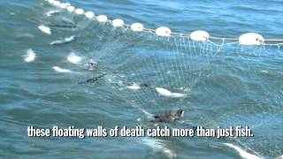 Gillnets in North Carolina