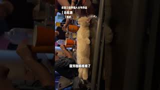 今晚需要陪酒小猫吗？#曼基康矮脚