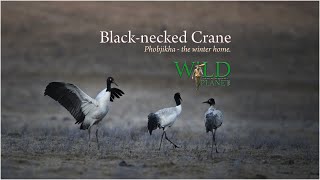 Black necked Crane ll Wildlife Documentary 1080p ll BHUTAN- 2021