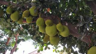 Jack fruit... Panasa chettu.