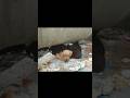 Newborn Puppies Were Abandoned At Garbage Dump, They Cried Asked For Help