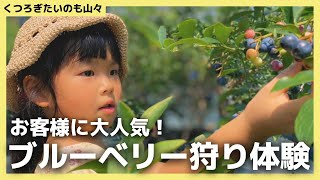 海外のお客様にも大人気！無農薬ブルーベリー【くつろぎたいのも山々】