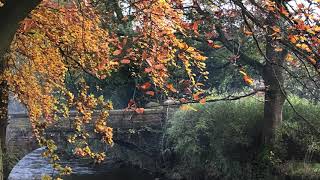 Kingfishers in flight