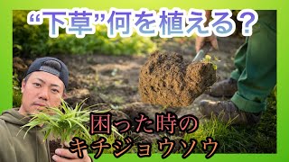 【下草】オススメの下草キチジョウソウの特徴と管理方法