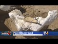 More Dinosaur Bones Found In Thornton