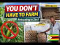 Relocating to Zimbabwe? You Don’t Have to Do Farming | Real Business Tour