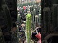 shorts useful tips for cactus 🌵 cacti cactus plants 선인장