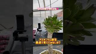 【多肉植物】群生アエオニウムを最速で育てる方法【アエオニウム育て方】