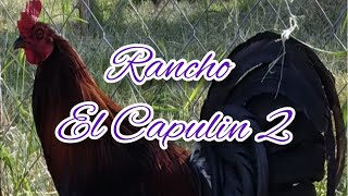 RANCHO EL CAPULIN II | GALLOS Y RANCHOS