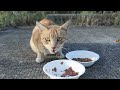 子猫を育てている母猫にご飯をあげたら・・・ たくさんのさくらねこと野良猫にご飯をあげたら・・・