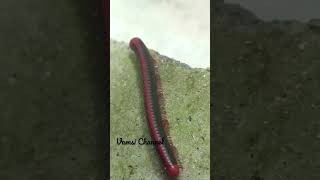 millipede🦠#1000 legs🦠#close up#shorts#Vamsi Channel