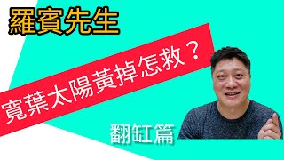 ［羅賓先生］寬葉太陽草黃掉還有救嗎？搶救南美洲水草技法大公開 How to save Tonina fliviatilis in fish tank aquarium water plant