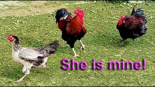 The most persistent rooster. Chicken shocked!