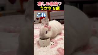 【癒しのうさぎ】SNSでバズった動物かわいいうさぎ動画8選！【Healing Rabbits】8 Cute Bunny Videos That Went Viral on Social Media!