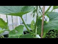 【家庭种植】南瓜雄花放冰箱储存，静等雌花绽放save male pumpkin flowers for later pollination