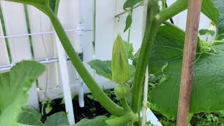 【家庭种植】南瓜雄花放冰箱储存，静等雌花绽放Save male pumpkin flowers for later pollination