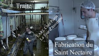 Traite et fabrication du fromage Saint Nectaire à l'EARL \