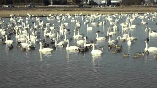 白鳥スワンなま声HD2011（千葉県印西市本埜の田んぼ）SWANS