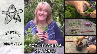 How to Make Cuttings of Pot Geraniums (Pelargonium) || Quick \u0026 Easy Guide