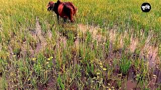 বর্ষা কালে গরু পালন ll Cattle rearing during monsoon ll Krishi -কৃষি ll