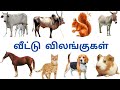வீட்டு விலங்குகள் | farm Animals Name's learning in tamil | Veettu vilangukal Name learning for kids