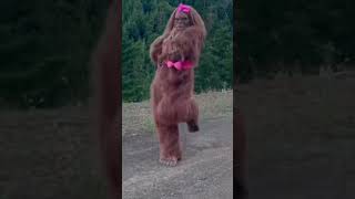 #trendig#viralshort #gorilla #youtubeshorts #funny