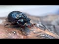 geotrupidae odonteus obesus beetle