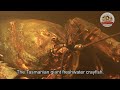 【world’s largest claws】close and personal with a tasmanian giant freshwater crayfish