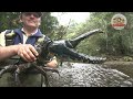 【world’s largest claws】close and personal with a tasmanian giant freshwater crayfish