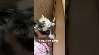 自制小奶猫喝奶神器#Shorts