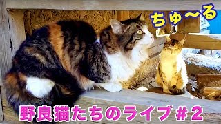 ＜野良猫通信＞「 野良猫たちのライブ」ちゅ〜るは如何？今回は5匹！／ハッチの故郷にて　- Feral Cats Live 《2匹の猫通信/Cats Life TV》