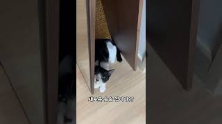 대답도 잘하는 냥이#catslover#개냥이 #고양이브이로그