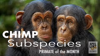 CHIMPANZEE Subspecies: PRIMATE of the MONTH