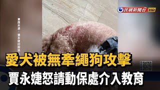 愛犬被無牽繩狗攻擊 賈永婕怒請動保處介入教育－民視新聞