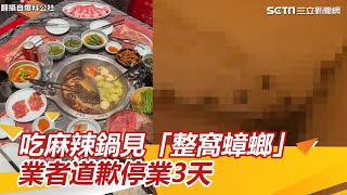 想拿衛生紙擦嘴…麻辣鍋抽屜驚見「整窩蟑螂」　餐飲集團致歉：停業3天｜三立新聞網 SETN.com